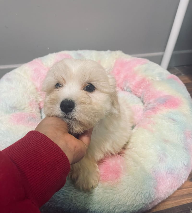 Anita femelle née le: 22/09/2025 Parents LOF)