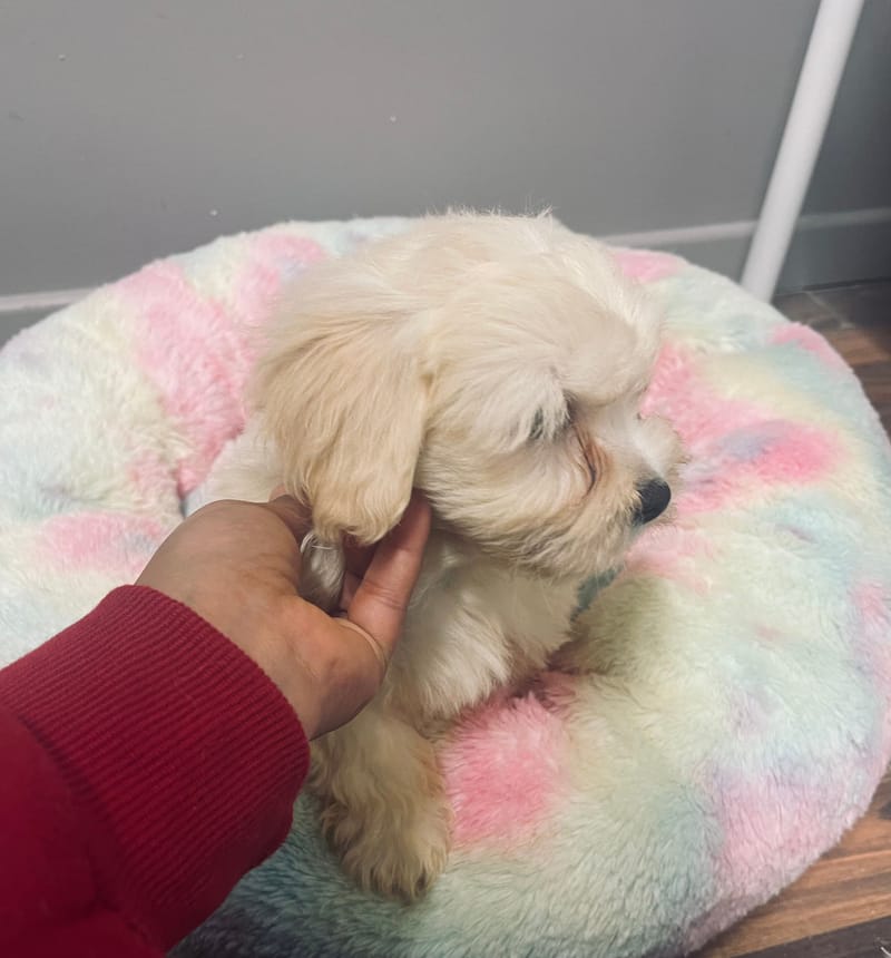 Anita femelle née le: 22/09/2025 Parents LOF)