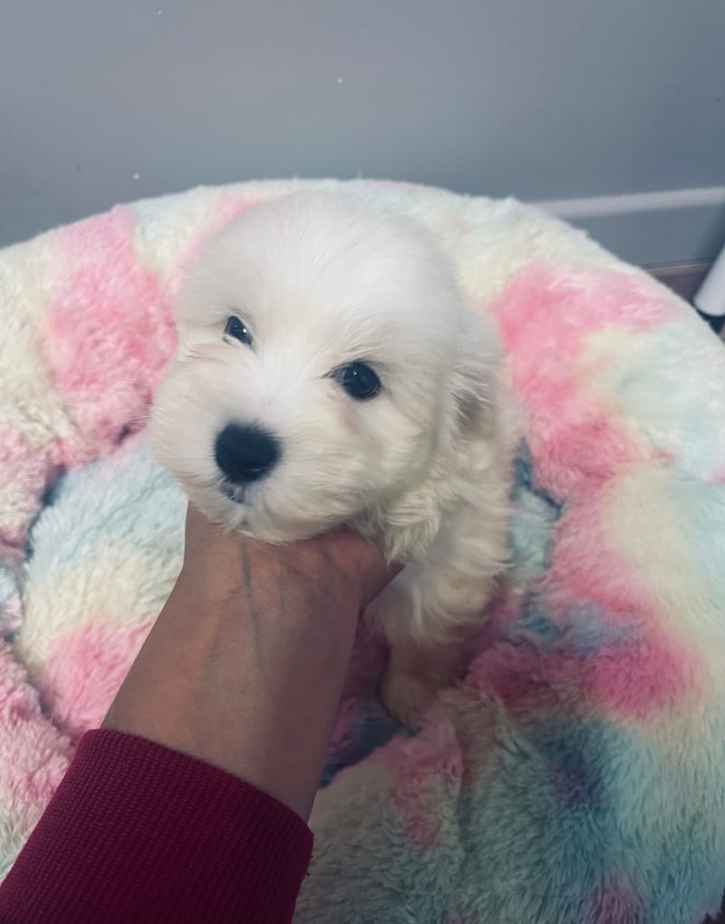 Agora femelle née le: 28/09/2025 (LOF)