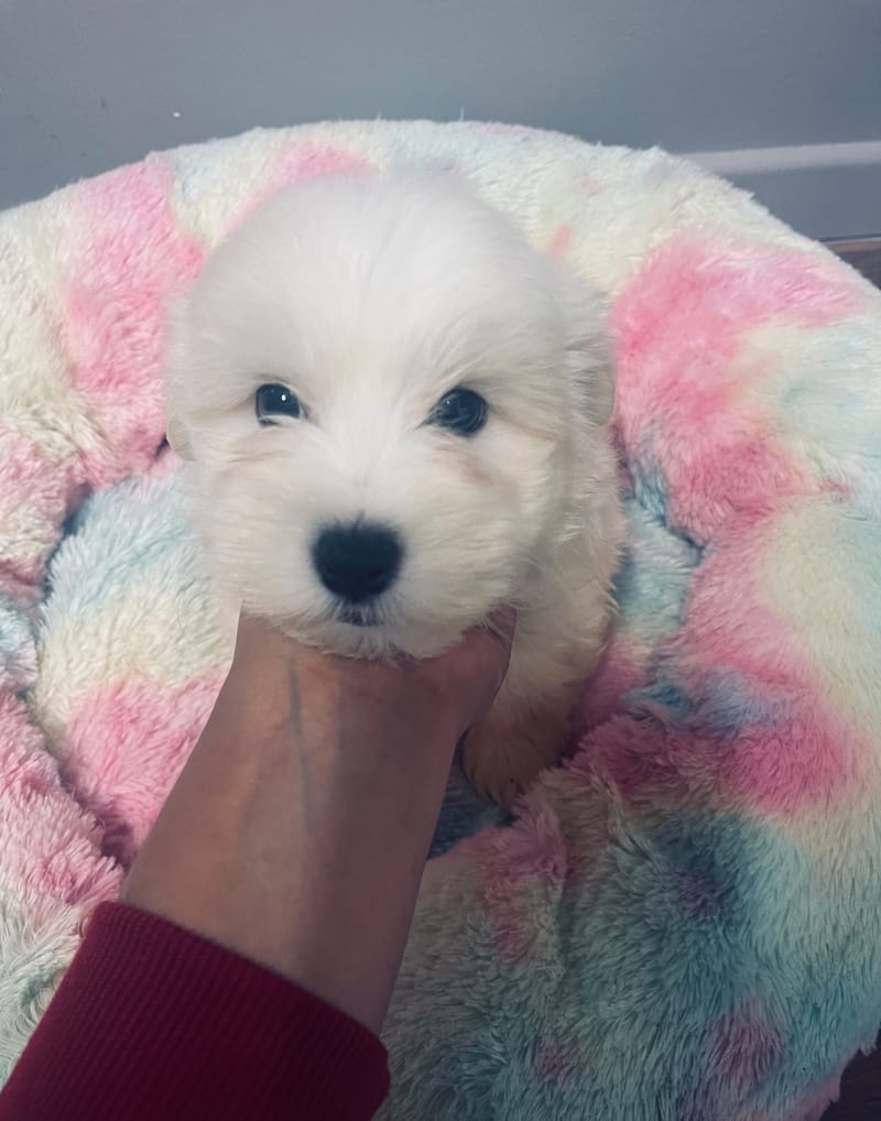 Agora femelle née le: 28/09/2025 (LOF)