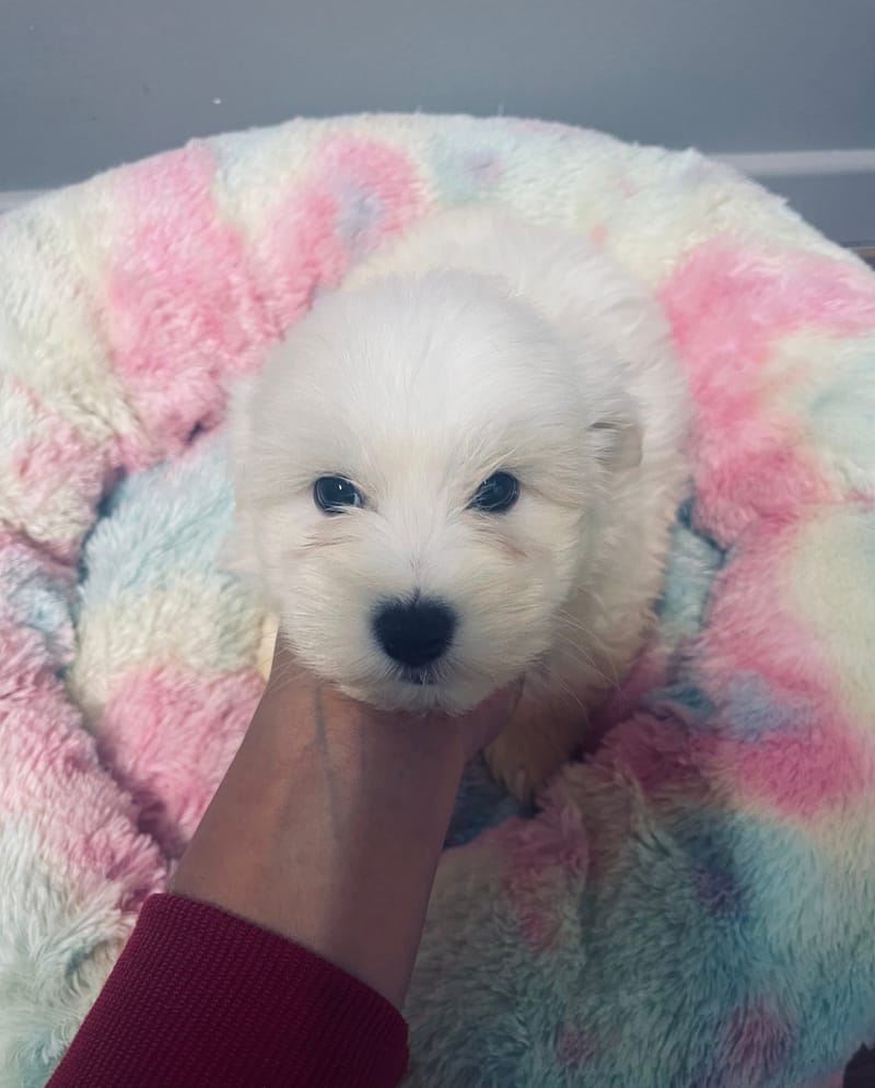 Agora femelle née le: 28/09/2025 (LOF)