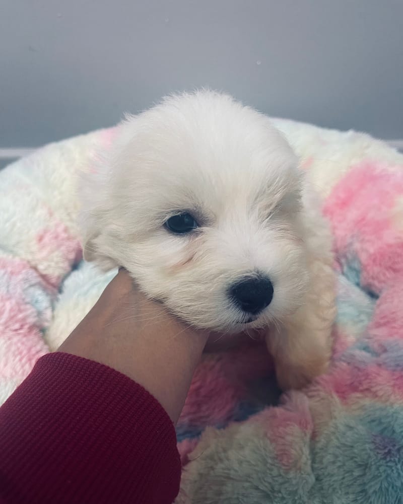 Agora femelle née le: 28/09/2025 (LOF)