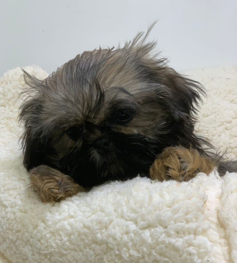 Altea ,Shih Tzu femelle née le 24/07/25 Non LOF