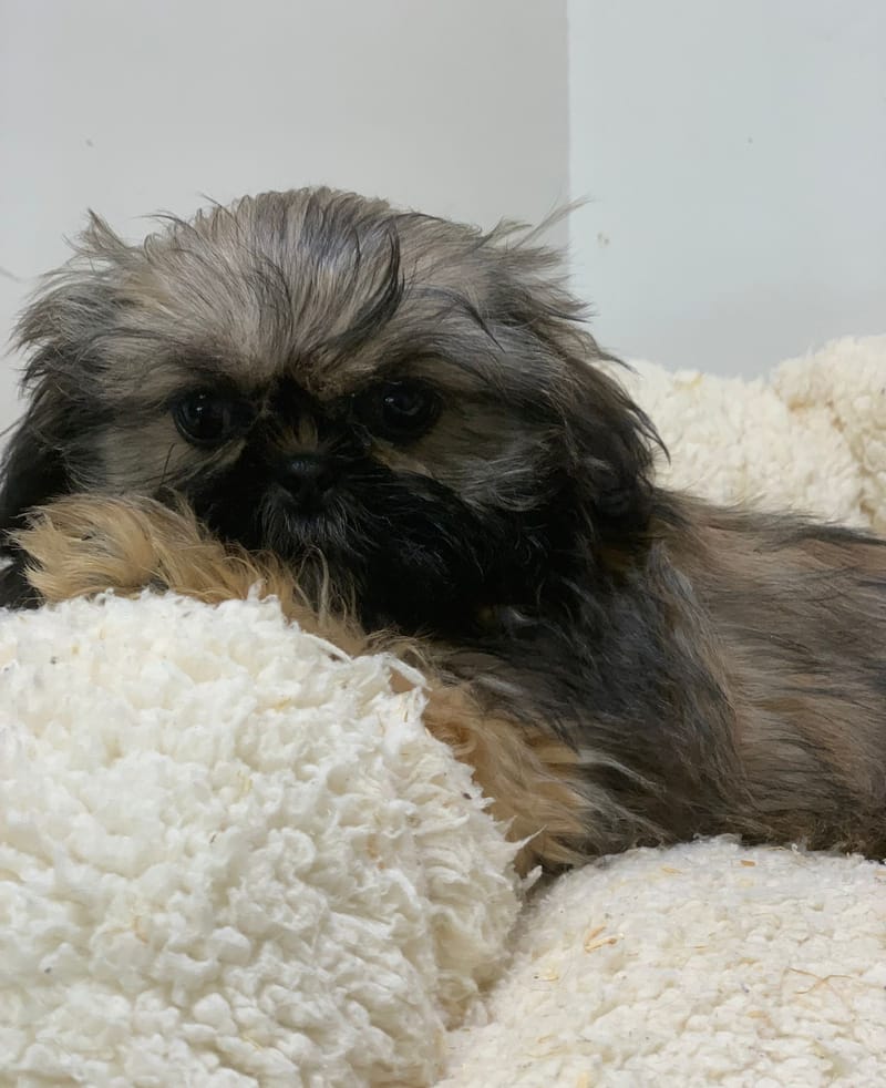 Altea ,Shih Tzu femelle née le 24/07/25 Non LOF