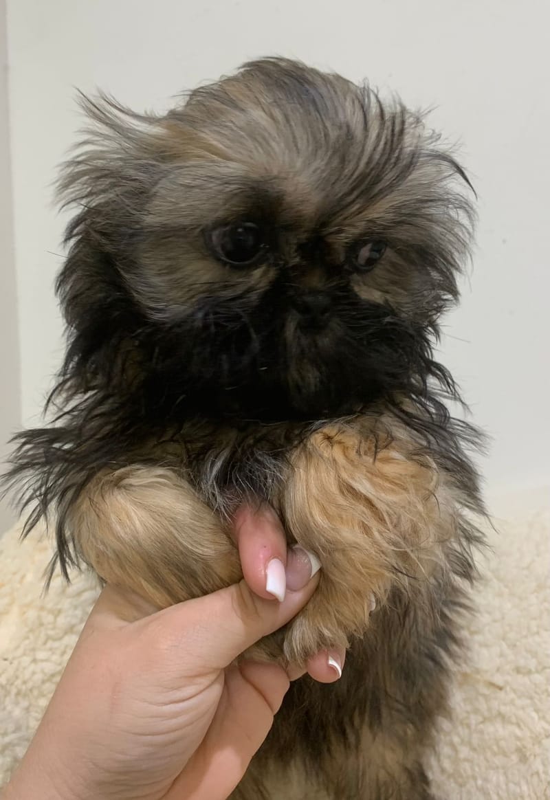 Altea ,Shih Tzu femelle née le 24/07/25 Non LOF