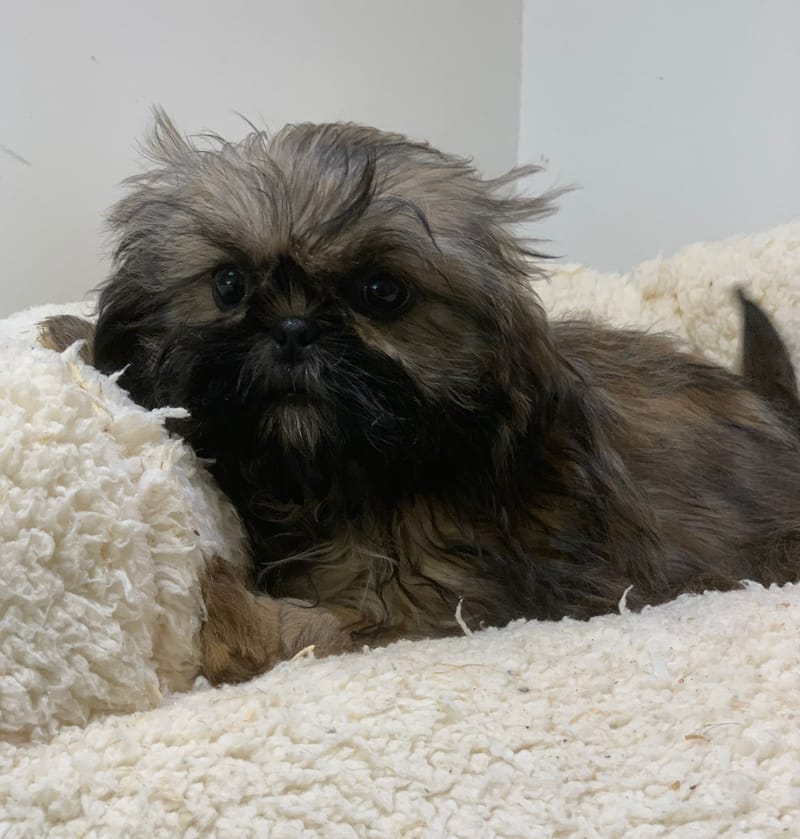 Altea ,Shih Tzu femelle née le 24/07/25 Non LOF