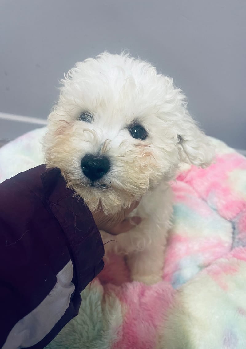 ARCHY mâle né le: 26/08/25 Parents LOF)