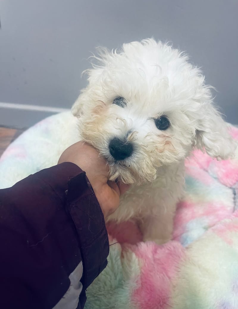 ARCHY mâle né le: 26/08/25 Parents LOF)