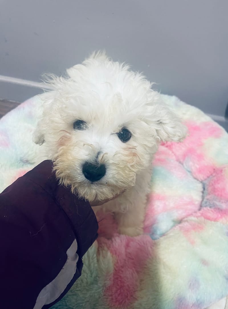 ARCHY mâle né le: 26/08/25 Parents LOF)