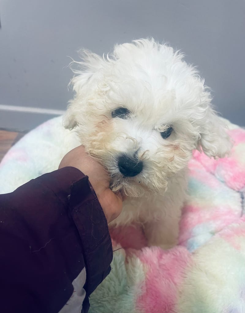 ARCHY mâle né le: 26/08/25 Parents LOF)