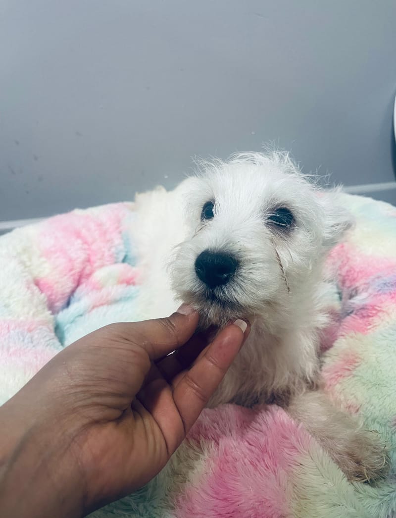 APHRO male né le : 29/08/2025 (PARENT LOF)