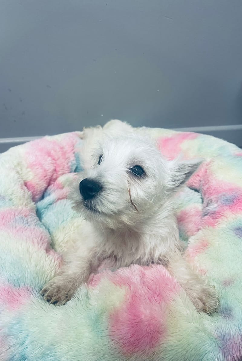 APHRO male né le : 29/08/2025 (PARENT LOF)