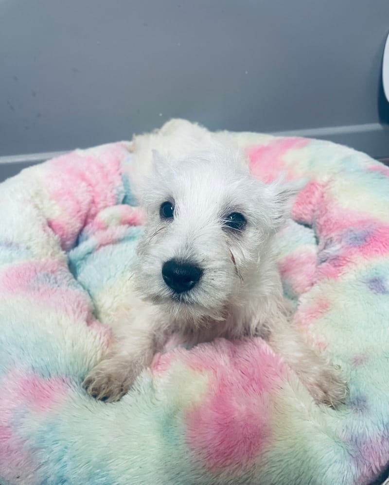 APHRO male né le : 29/08/2025 (PARENT LOF)