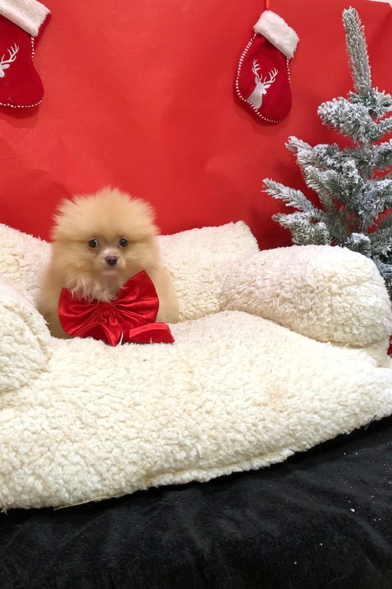 Aldo, Spitz mâle né le 15/09/25 Non LOF