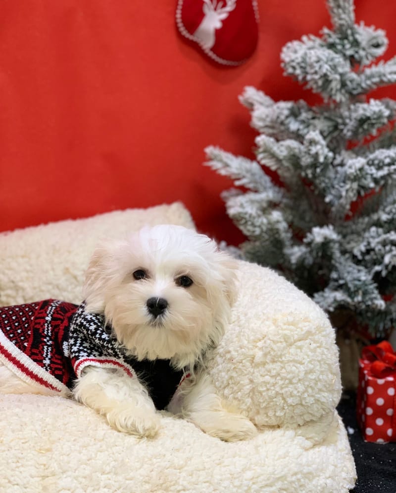 Anis, Bichon maltais mâle né le 24/08/25 LOF