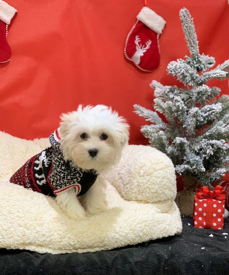 Anis, Bichon maltais mâle né le 24/08/25 LOF