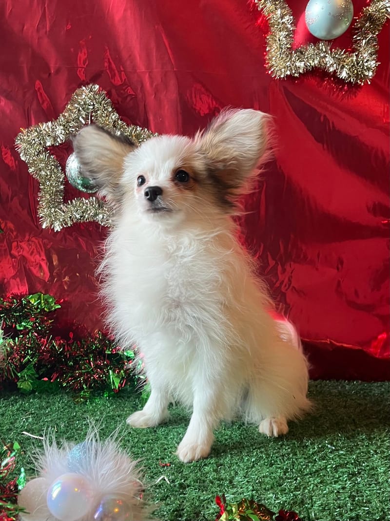 AZOT ,mâle né le 07/08/2025 non LOF (parents LOF)