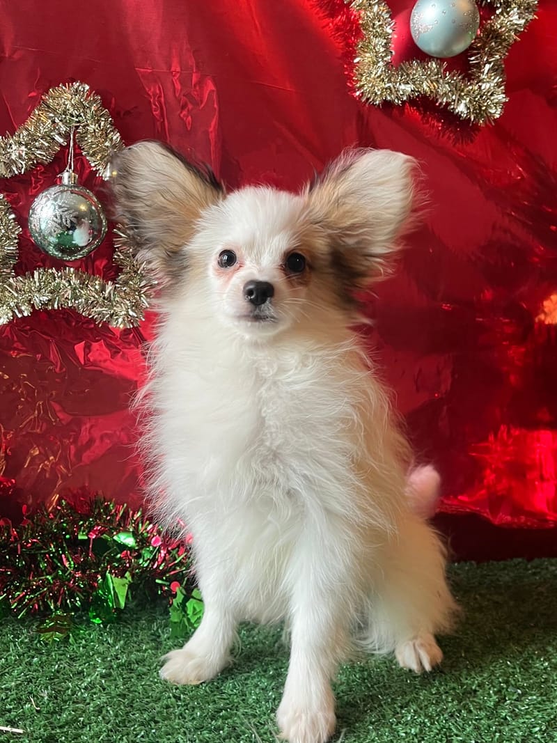 AZOT ,mâle né le 07/08/2025 non LOF (parents LOF)