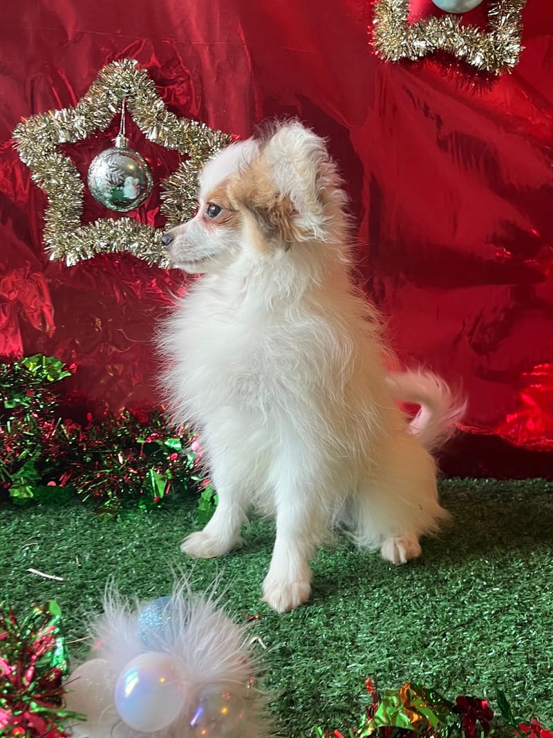 AZOT ,mâle né le 07/08/2025 non LOF (parents LOF)