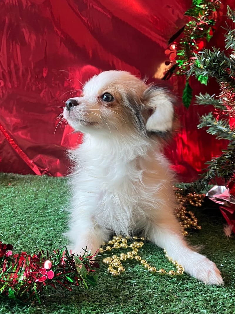 Alea, femelle née le 07/08/2025 non LOF (parents LOF)