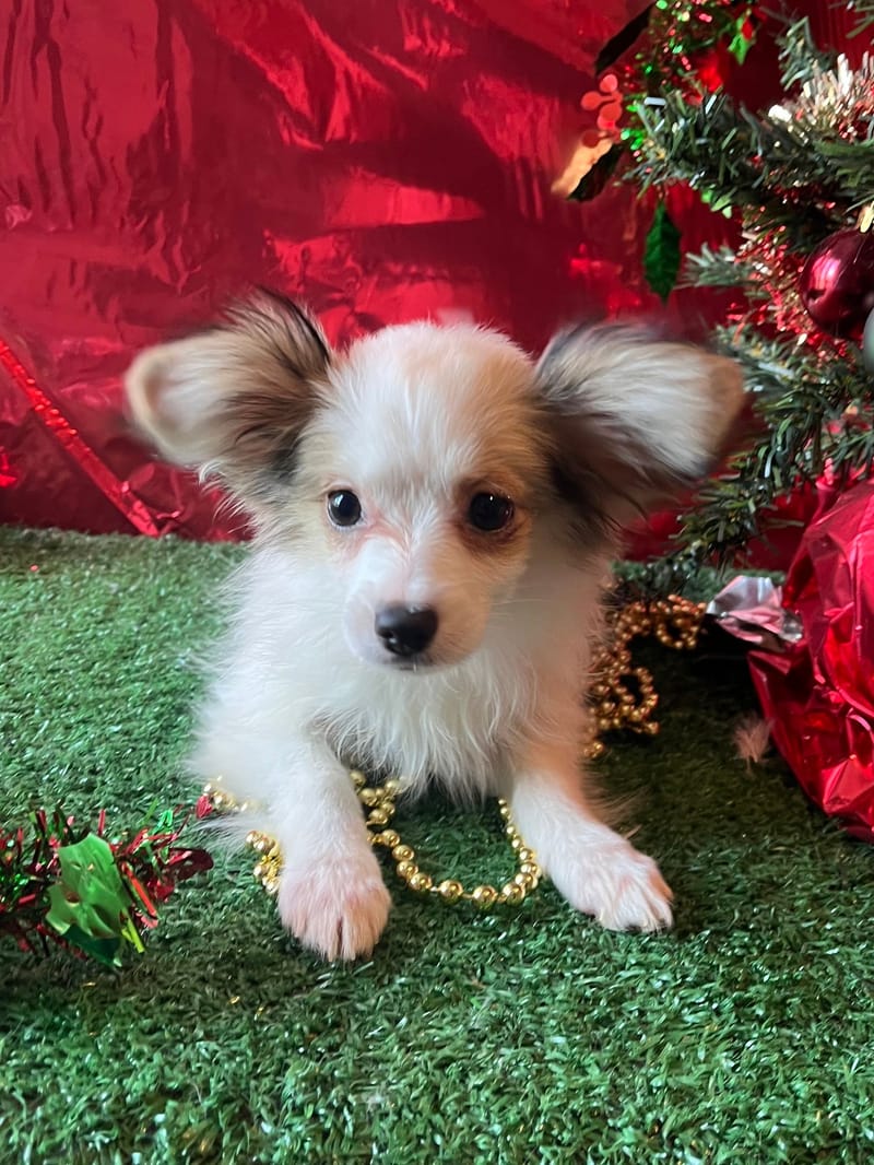 Alea, femelle née le 07/08/2025 non LOF (parents LOF)