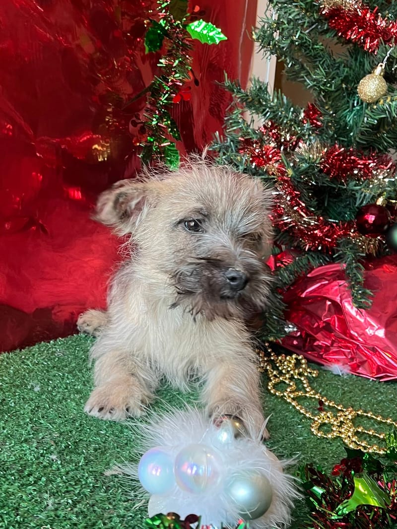 AZTEK, mâle né le 16/08/2025 non LOF (parents LOF)