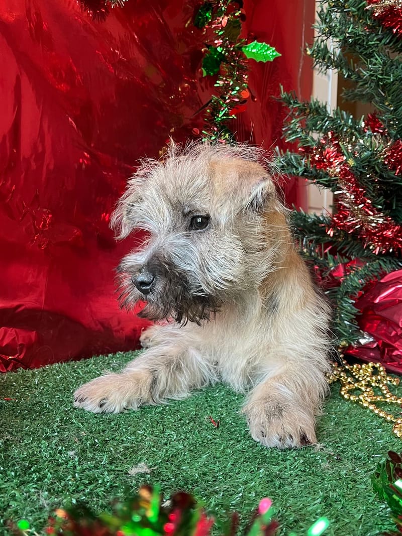 AZTEK, mâle né le 16/08/2025 non LOF (parents LOF)