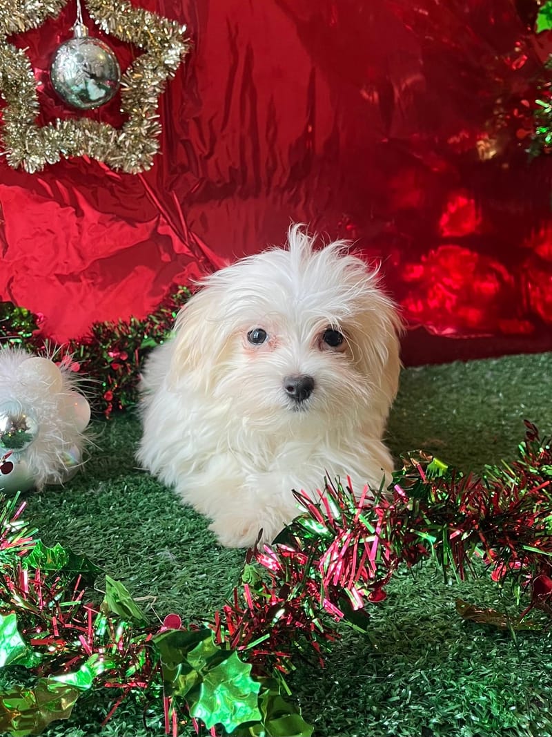 ANDREW, mâle né le 10/08/2025 non LOF (parents LOF)