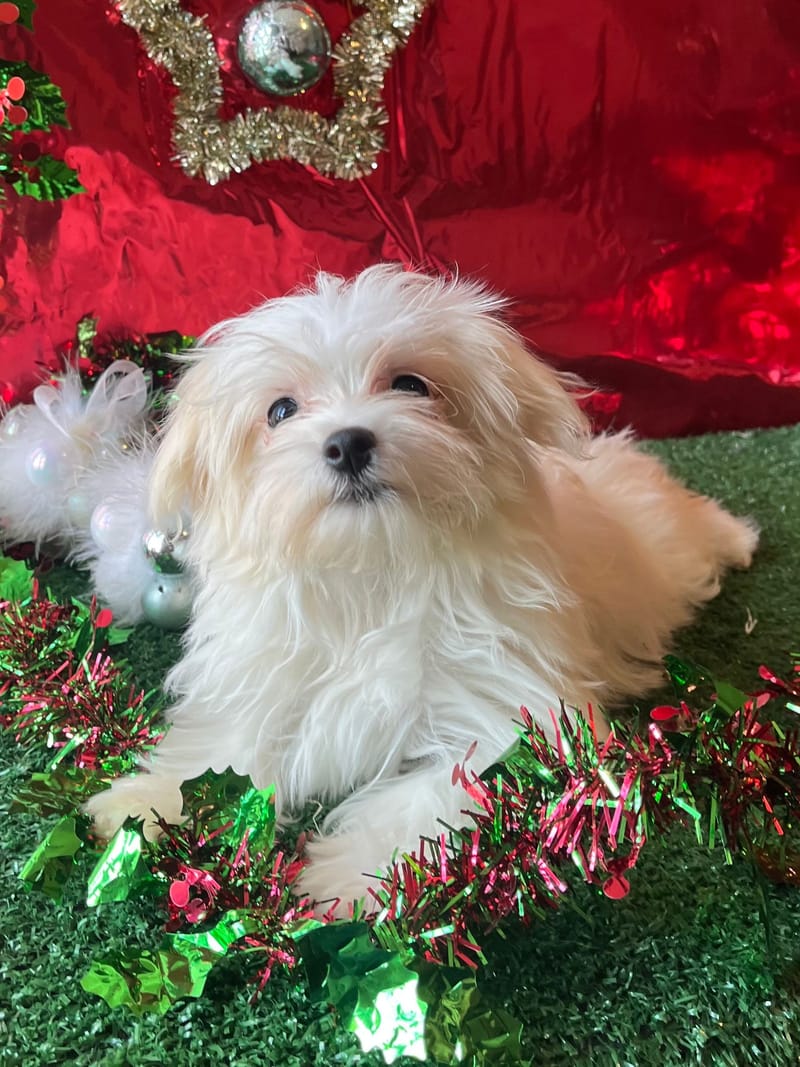 ANDREW, mâle né le 10/08/2025 non LOF (parents LOF)