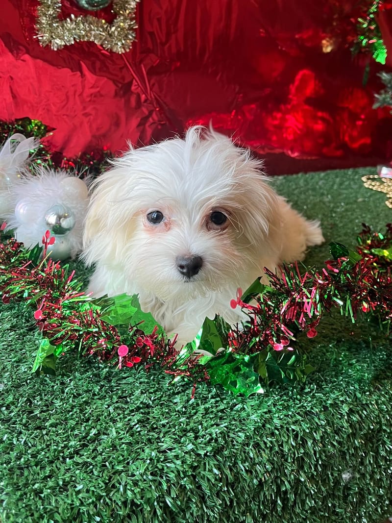 ANDREW, mâle né le 10/08/2025 non LOF (parents LOF)