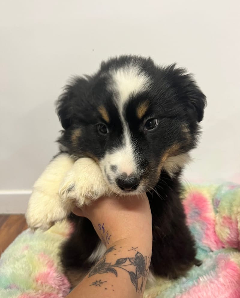 Azot mâle né le: 10/10/2025 ( Parents LOF)