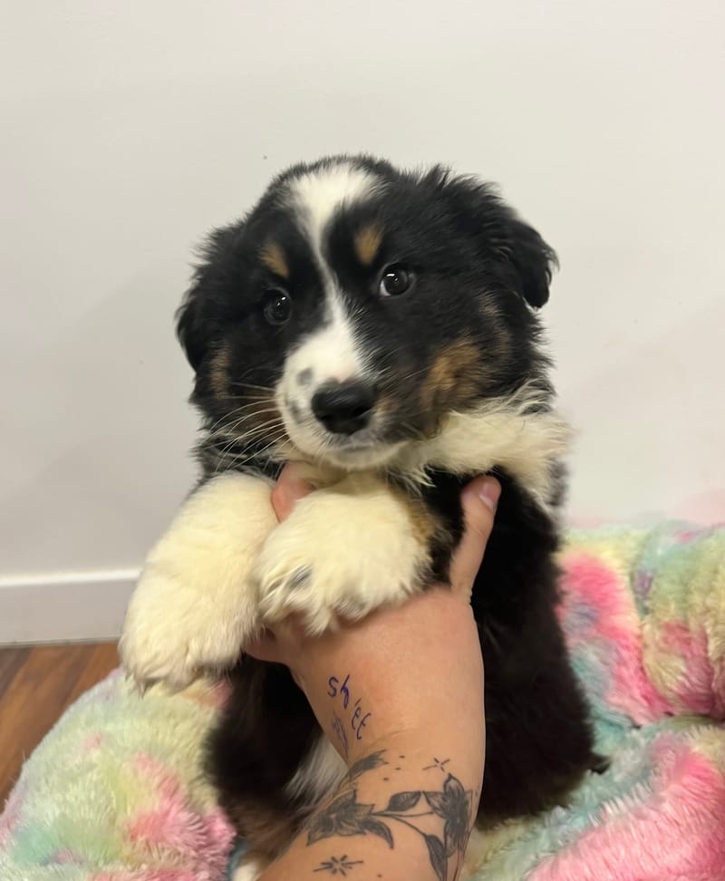 Azot mâle né le: 10/10/2025 ( Parents LOF)