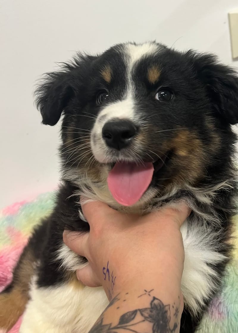 Azot mâle né le: 10/10/2025 ( Parents LOF)