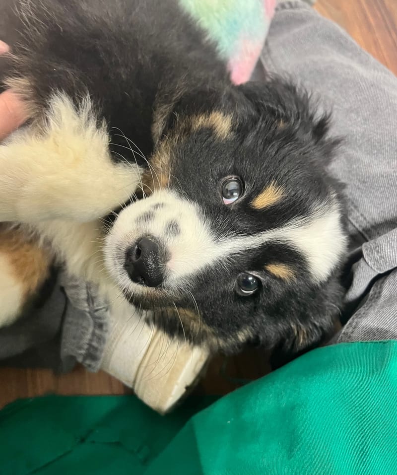 Azot mâle né le: 10/10/2025 ( Parents LOF)