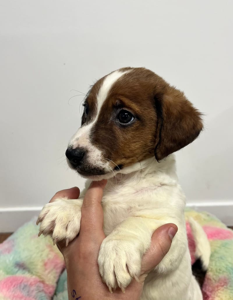 Anis mâle né le: 07/10/2025 (Parents LOF)