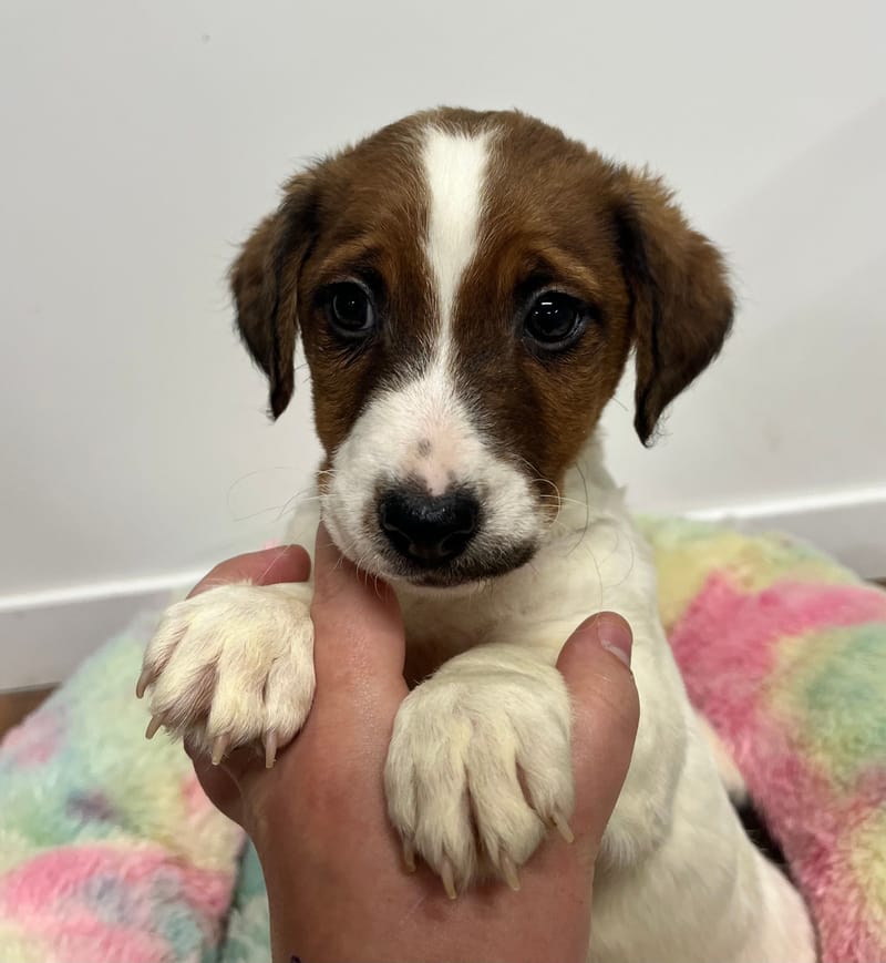 Anis mâle né le: 07/10/2025 (Parents LOF)