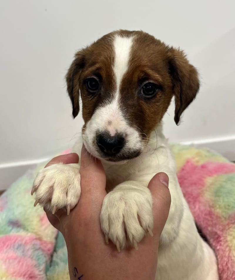 Anis mâle né le: 07/10/2025 (Parents LOF)