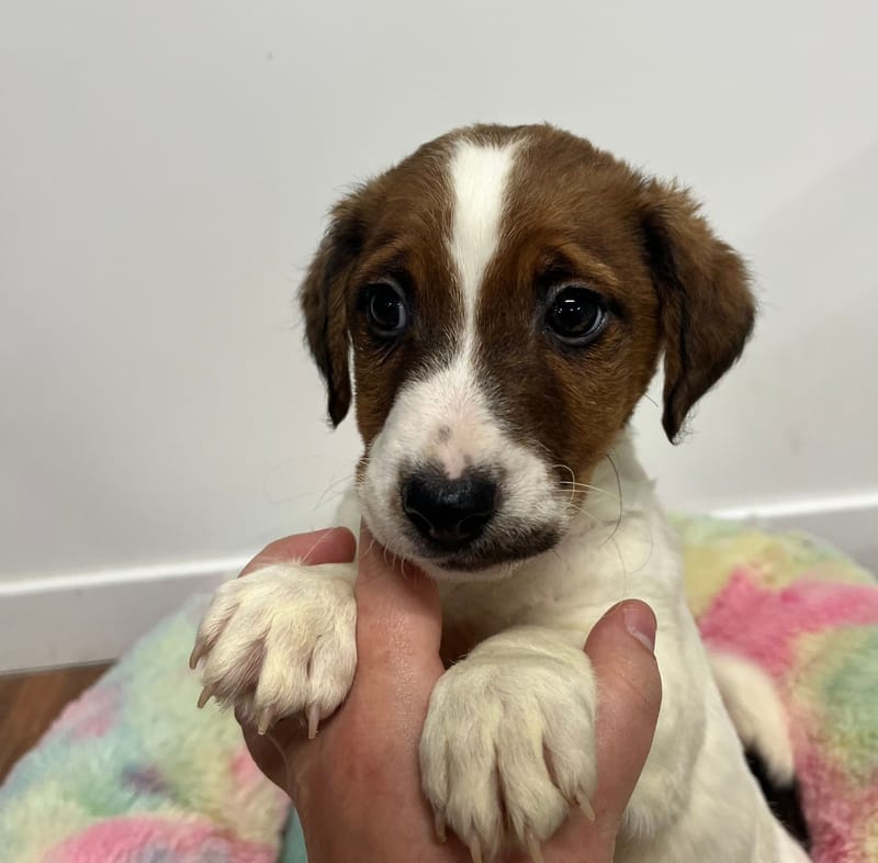 Anis mâle né le: 07/10/2025 (Parents LOF)