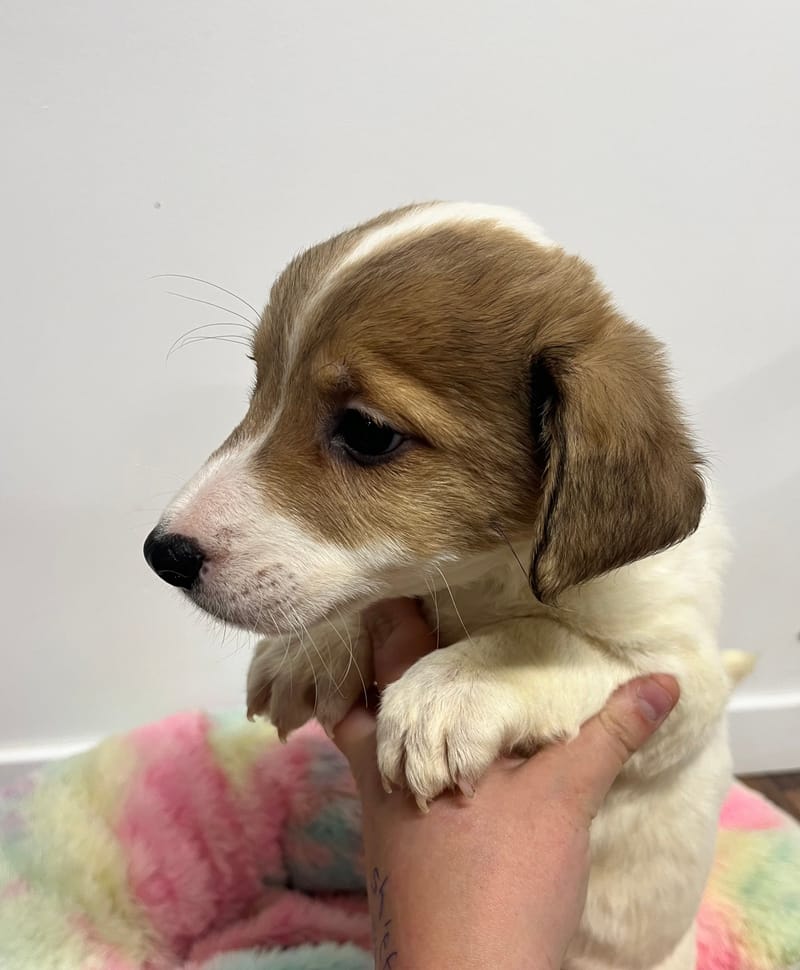 Artus mâle né le: 07/10/2025 (Parents LOF)