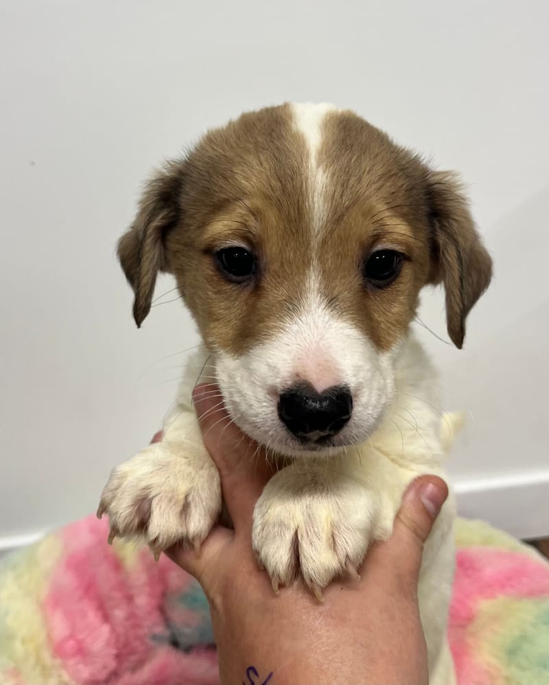 Artus mâle né le: 07/10/2025 (Parents LOF)