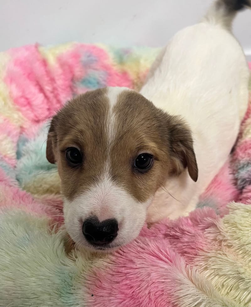 Artus mâle né le: 07/10/2025 (Parents LOF)