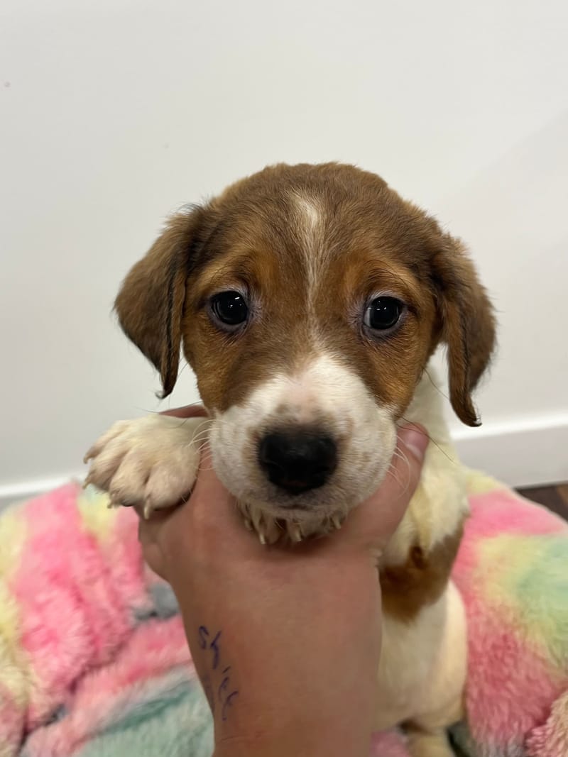 Alea femelle née le: 07/10/2025 (Parents LOF)