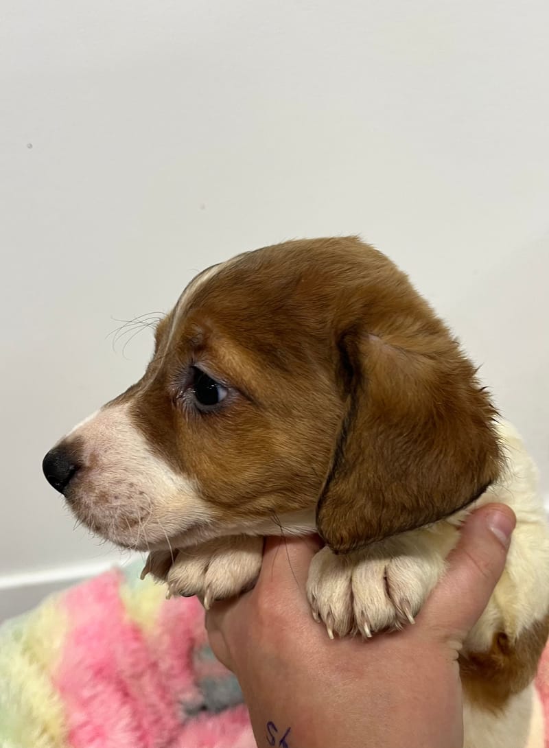 Alea femelle née le: 07/10/2025 (Parents LOF)