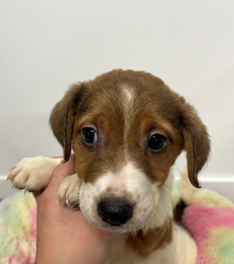 Alea femelle née le: 07/10/2025 (Parents LOF)