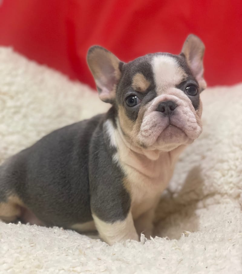 Alexia, Bouledogue Français femelle née le 12/10/25 Non LOF