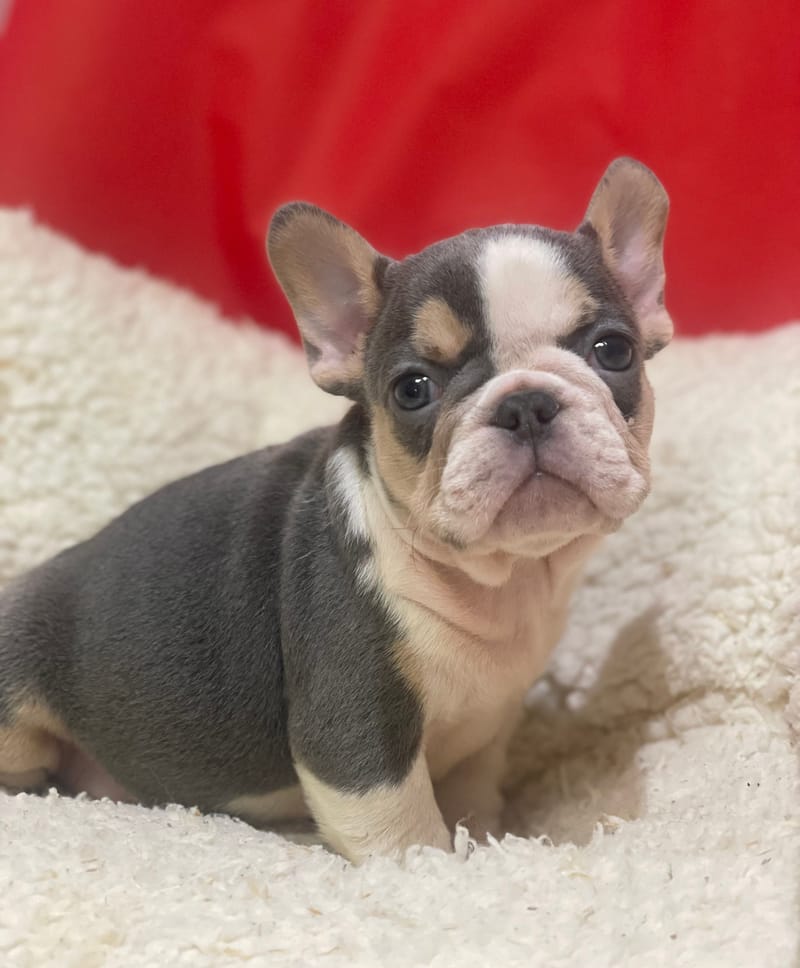 Alexia, Bouledogue Français femelle née le 12/10/25 Non LOF