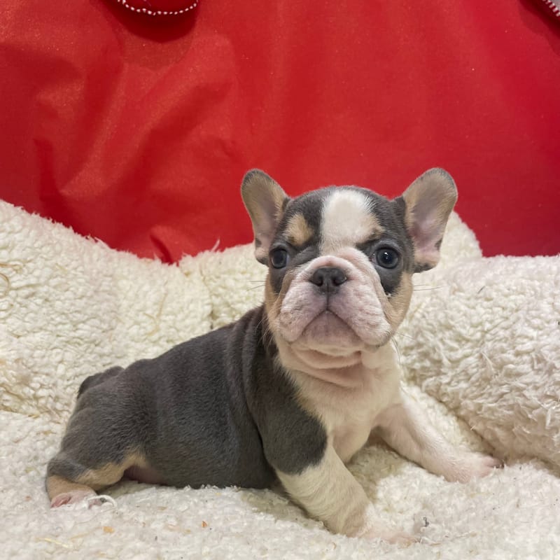 Alexia, Bouledogue Français femelle née le 12/10/25 Non LOF