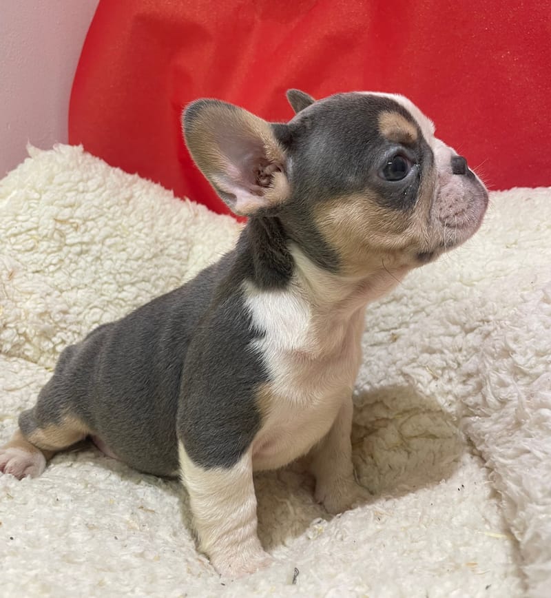 Alexia, Bouledogue Français femelle née le 12/10/25 Non LOF