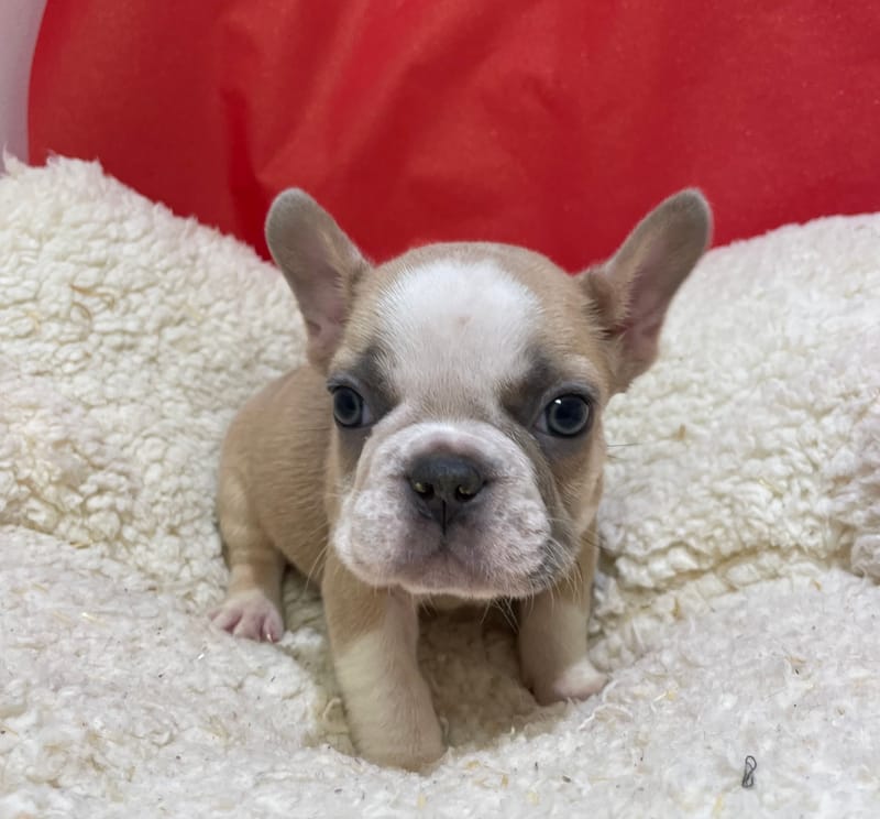 Alber, Bouledogue Français mâle né le 12/10/25 Non LOF