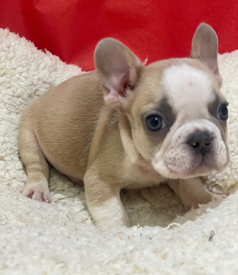 Alber, Bouledogue Français mâle né le 12/10/25 Non LOF